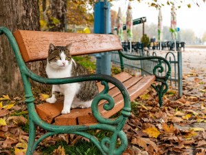 Пловдив - град на котките, бездомните кучета са все по-малко