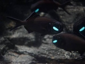 Голяма фенероока риба плува в морския аквариум на Природонаучния музей