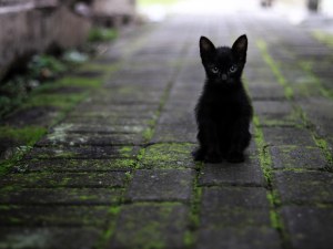 Природонаучният музей – Пловдив с подкрепа към становището на „Зелени Балкани“