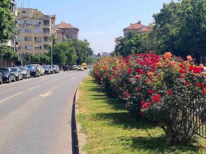 Хиляди рози разцъфтяха по булевардите в Пловдив и тази пролет