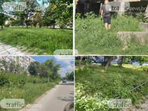 Градът под тепетата или под тревата? Пловдивчани недоволни от буйната растителност