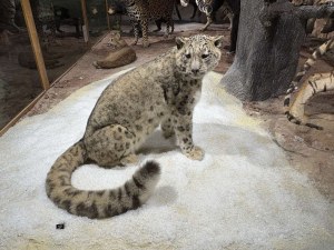 Ново зоокафе и зала към Природонаучния музей отварят врати през ноември