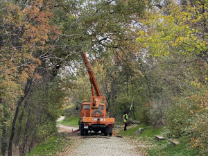 Прочистват Бунарджика и Младежки хълм от изгнилите дървета