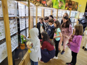 Уикенд на двукрилите в Природонаучния музей: Открийте тайните на мухите и комарите