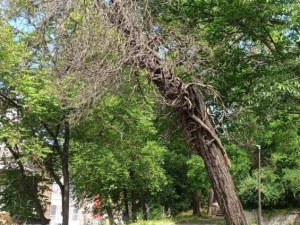 Засаждат 100 дървета на Сахат тепе