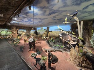 Невъзможното възможно: Африка се пренесе в сърцето на Пловдив СНИМКИ