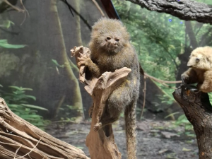 Най-малката маймунка в света пристигна в Природонаучен музей-Пловдив