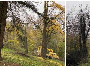 Район „Централен“: Сечта на Бунарджика е недопустима и не съотвества на издадените заповеди